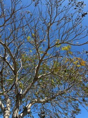 otoño ramas árboles