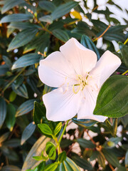 Delicate white flower of Brunfelsia uniflora on a bush, close-up, with leaves in the background.