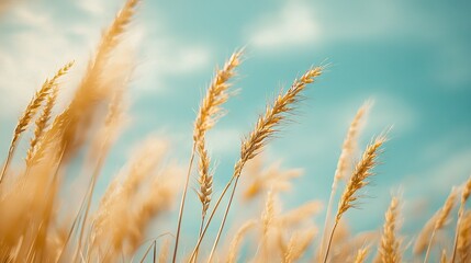 Fototapeta premium Grass swaying in wind on sunny day with blue sky and cloud background
