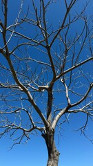 otoño ramas árboles