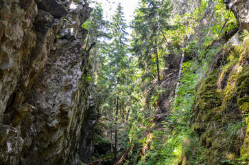 A trail meanders through the Carpathian Mountains in Ukraine, flanked by vibrant greenery. Towering trees create a canopy overhead, while moss-covered rocks from the Dovbush pantries add a touch of an