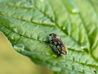 Agricultural pest Hylobius abiestis on spinach plants. Hylobius abietis or the large pine weevil is...