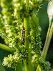 Agricultural pest Hylobius abiestis on spinach plants. Hylobius abietis or the large pine weevil is a beetle belonging to the Curculionidae family.