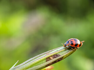 Ladybug or Coccinellidae on a green wild plant in a field. - Macro photo