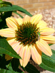 Sweat Bee and Coneflower