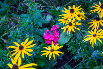 Bright yellow flowers of rudbeckia, commonly known as coneflowers or black eyed susans, in a sunny summer garden. Rudbeckia fulgida or perennial coneflower blossoming outdoors.