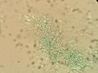 Microscope Slide Images Showcasing Biological Specimens