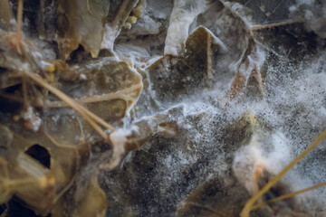 The process of lactic acid fermentation in a jar of sour cucumbers.