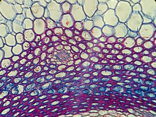 Microscope Slide Images Showcasing Biological Specimens