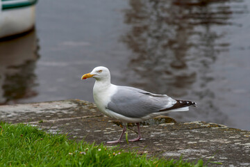 Silbermöwe (Larus argentatus)