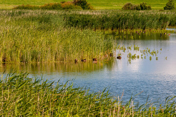 Naturschutzgebiet Leyhörn, Nordseeküste