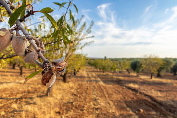 Almonds on the Branch: Almond Orchard Under the Blue Sunset Sky.