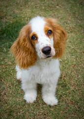 Obraz premium Cocker spaniel puppy portrait sitting on grass background