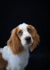 Cocker spaniel puppy portrait sitting on black background