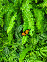 Monarch Joy