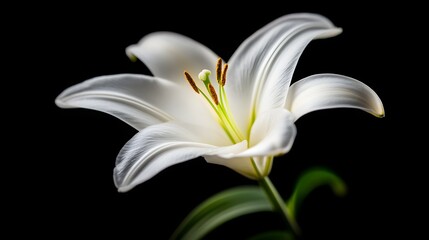 Obraz premium Close-up of a white lily with delicate petals against a deep black backgroundSoft, diffused lighting enhances the purity and elegance of the flower