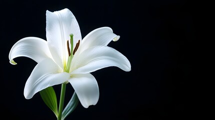 Fototapeta premium Close-up of a white lily with delicate petals against a deep black backgroundSoft, diffused lighting enhances the purity and elegance of the flower