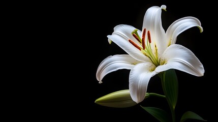 Close-up of a white rose in full bloom, isolated on a dark backgroundThe soft lighting highlights the purity and elegance of the petals, ideal for wedding or luxury branding