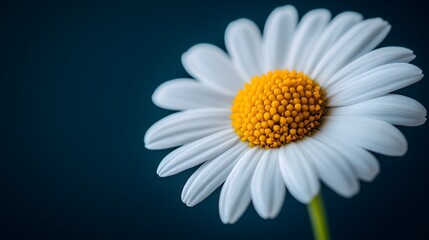 Naklejka premium Detailed macro of a white daisy, focusing on its bright yellow center and smooth petals, contrasted by a dark, moody background, ideal for nature themes