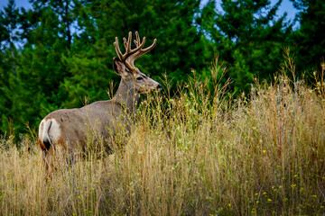 big deer buck in the wild with antlers 