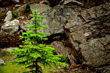Christmas tree in the wild in the mountains with beautiful blue green lake