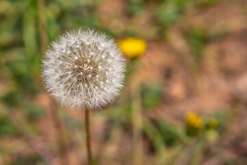 Naklejka premium Dandelion photographed with blurred background