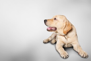 Happy young dog pet on clear background