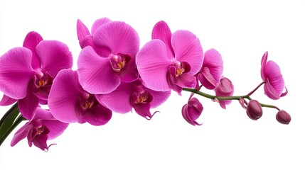 Fototapeta premium Sophisticated purple orchid flower, isolated on solid white background, premium and elegant, ideal for high-end products.