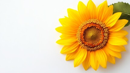 Fototapeta premium Sunflower center close-up, highlighting intricate seed arrangement and radiant petals on solid white background, single object