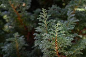 Fresh green leaves with morning dew conifer.
