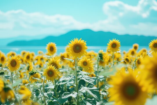 Sunflower field with a blue sky backdrop JAPAN