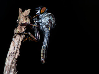 Close-up of Ommatius fly, robber fly (Ommatius) of the Asilinae family, macro robber fly perched on...