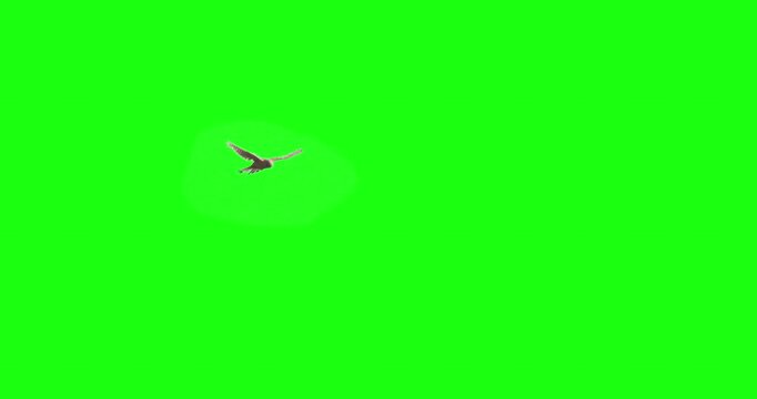 Kestrel hawk bird of prey hovers in sky green screen slow motion