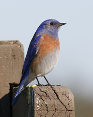Western Bluebird Perched on a Wooden Sign in Martinez, California