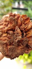 closeup of dried decayed rose