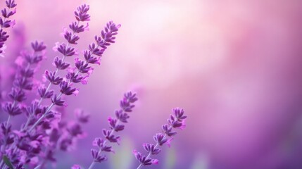Obraz premium A calming purple backdrop with a soft vignette, drawing attention to the center of the frame.