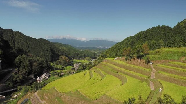 明日香村に広がる棚田の風景