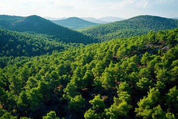 Obraz premium Aerial View of Green Summer Forest with Pine Trees in Turkey, ai