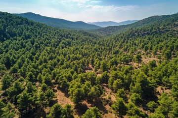 Fototapeta premium Aerial View of Green Summer Forest with Pine Trees in Turkey, ai