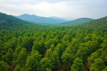 Aerial View of Green Summer Forest with Pine Trees in Turkey, ai