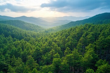 Fototapeta premium Aerial View of Green Summer Forest with Pine Trees in Turkey, ai