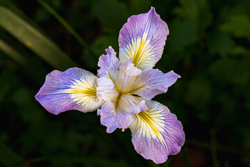 Close up of Douglas Iris 