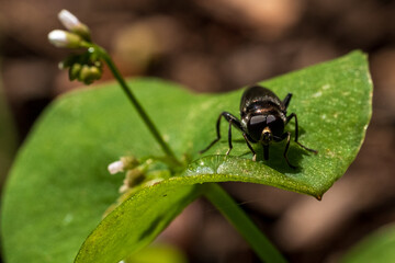 Naklejka premium Fly drinking from droplet on leaf