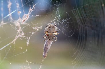 Spotted orb weaver spider wraps it's next meal