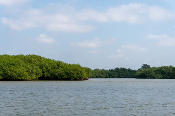 trees on the river Iquitos Perú