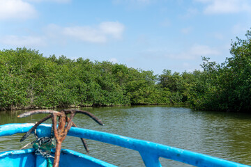 river in the forest Iquitos Perú