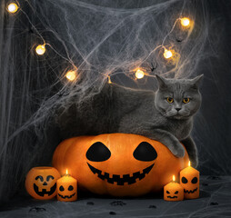 British cat on a big pumpkin. Halloween cat with jack lantern pumpkin, glowing garland and candles on dark background with cobwebs.