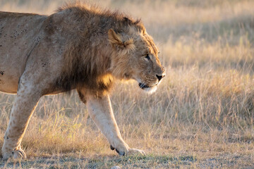 Lion walking in the grass