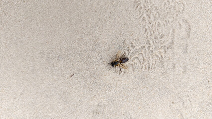 bee on the sand