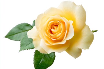 Fresh beautiful yellow rose isolated on white background with clipping path, ai